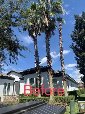 Tree Care Solutions MTZ Logo