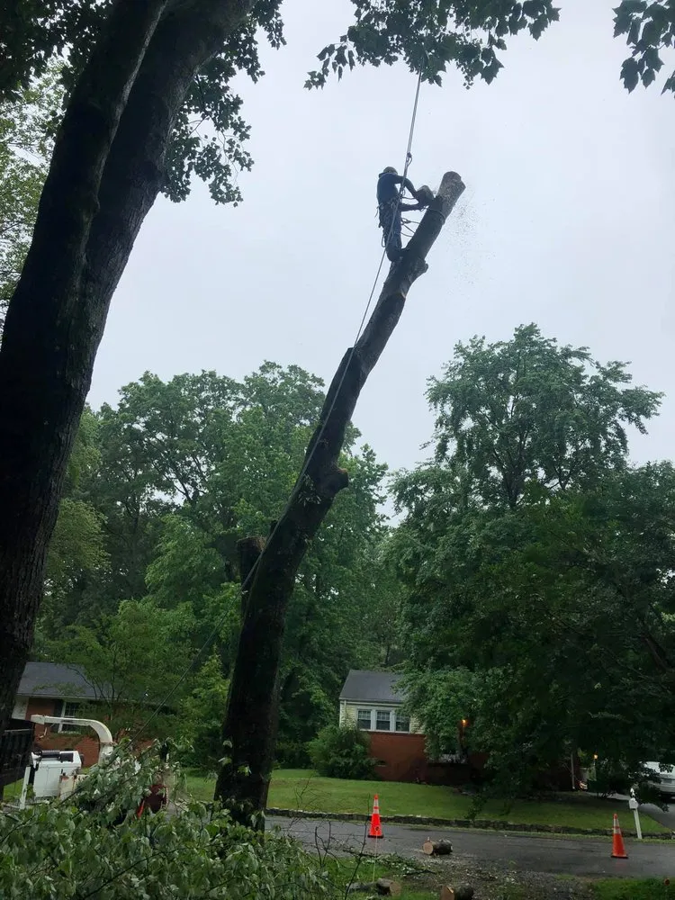 Affordable landscape design experts serving Fredericksburg, VA - Tree Climber Of Va & landscaping