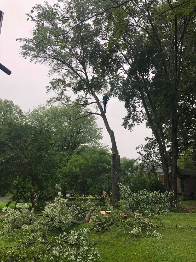 Custom lawn care service experts serving Fredericksburg, VA - Tree Climber Of Va & landscaping