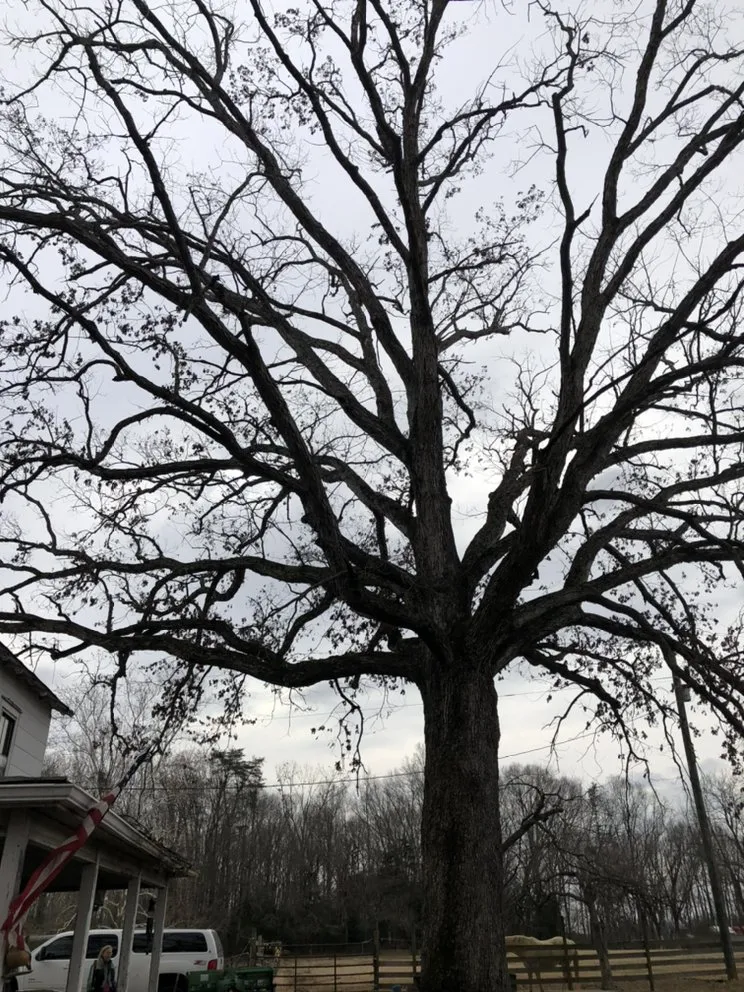 Local lawn mowing service near you in Fredericksburg, VA by Tree Climber Of Va & landscaping