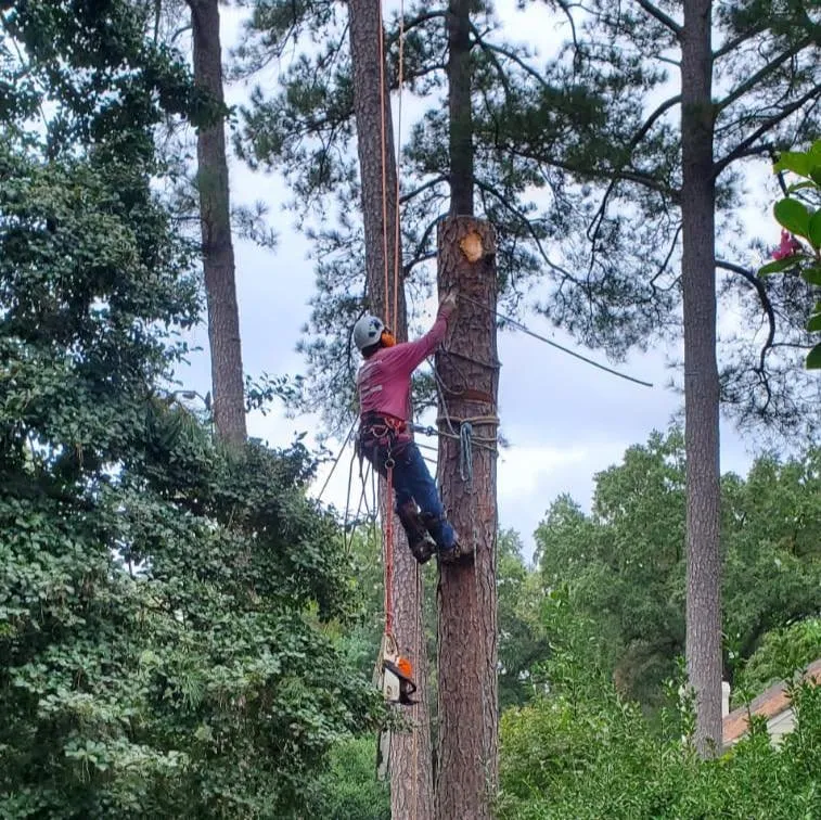 Reliable lawn care service in Fredericksburg, VA - Tree Climber Of Va & landscaping