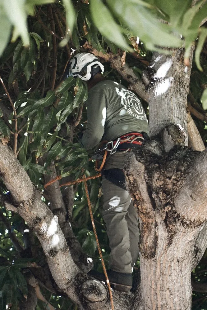 Affordable landscape installation in Honolulu, HI by Tree Concepts Hawaii