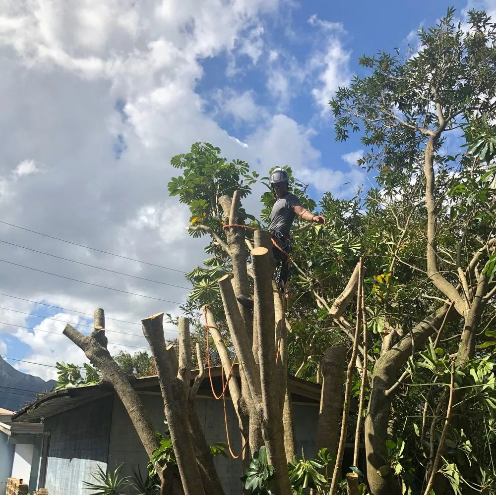 Reliable garden landscaping near you across Honolulu, HI - Tree Concepts Hawaii