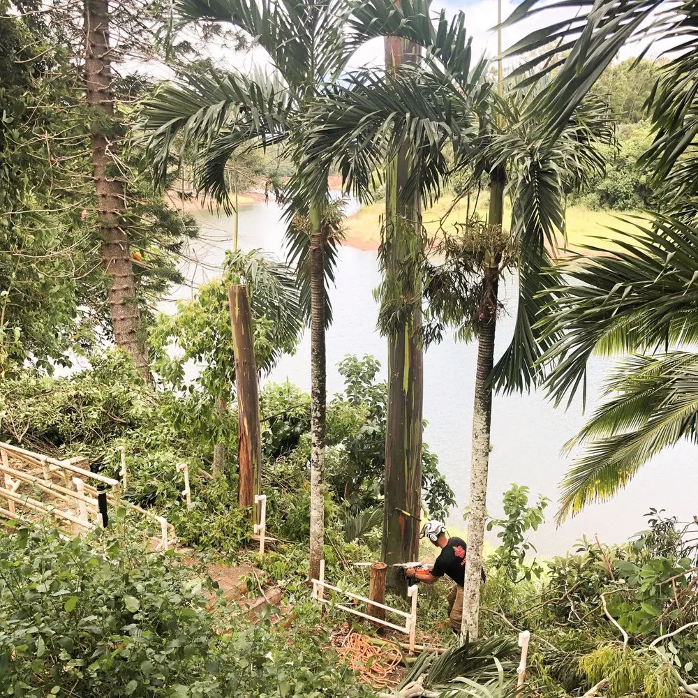 Affordable yard cleanup service experts serving Honolulu, HI - Tree Concepts Hawaii