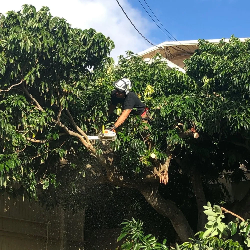 Top-rated yard cleanup service for homes in Honolulu, HI by Tree Concepts Hawaii