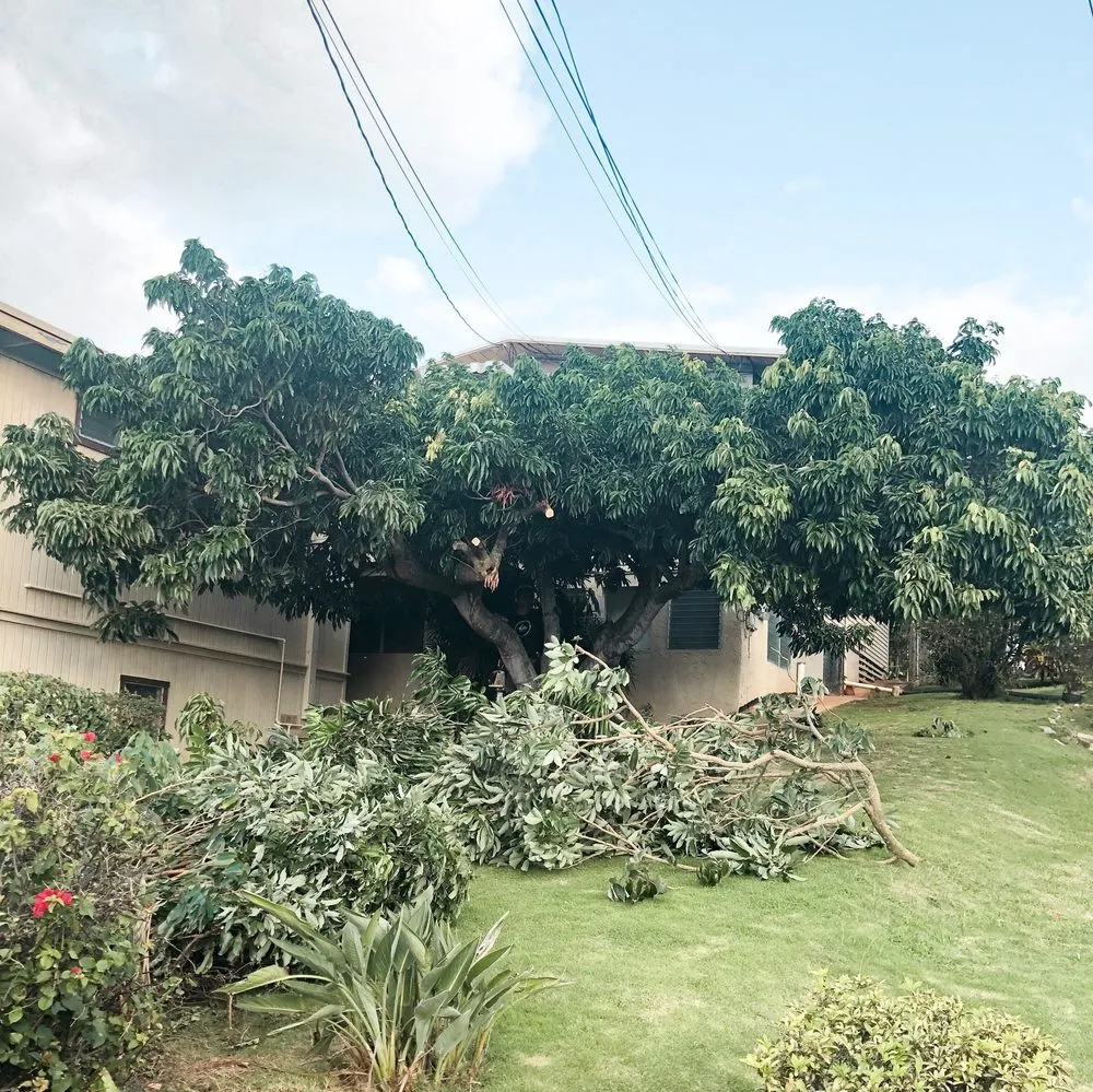 Local lawn care service for year-round maintenance across Honolulu, HI - Tree Concepts Hawaii