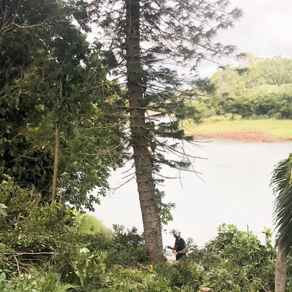 Affordable landscape design for homes across Honolulu, HI - Tree Concepts Hawaii