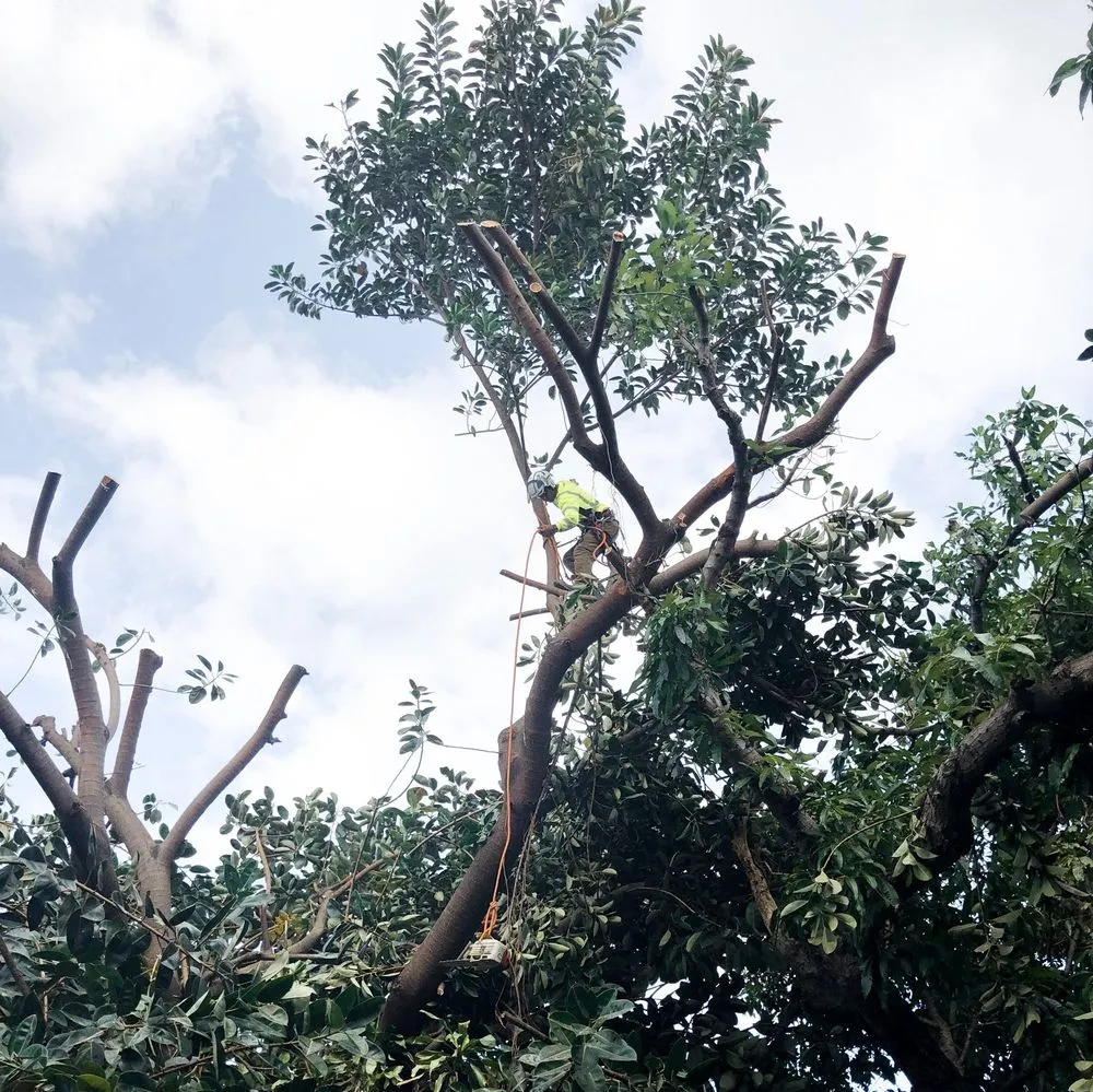 Professional yard maintenance in Honolulu, HI - Tree Concepts Hawaii