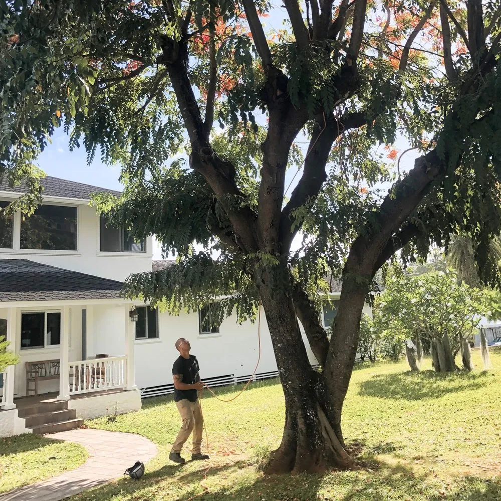 Custom lawn care service for beautiful yards across Honolulu, HI - Tree Concepts Hawaii