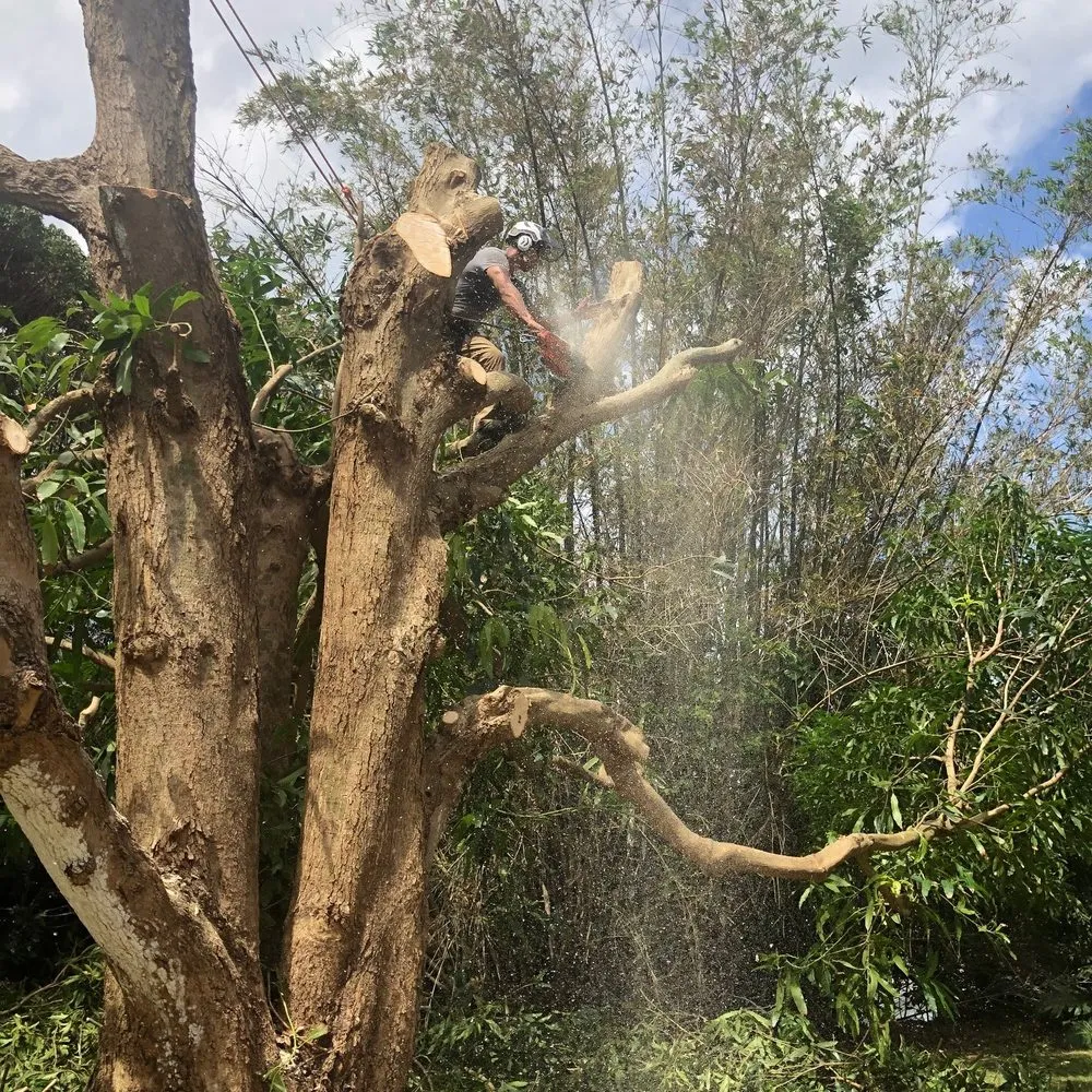 Expert yard maintenance for beautiful yards in Honolulu, HI by Tree Concepts Hawaii