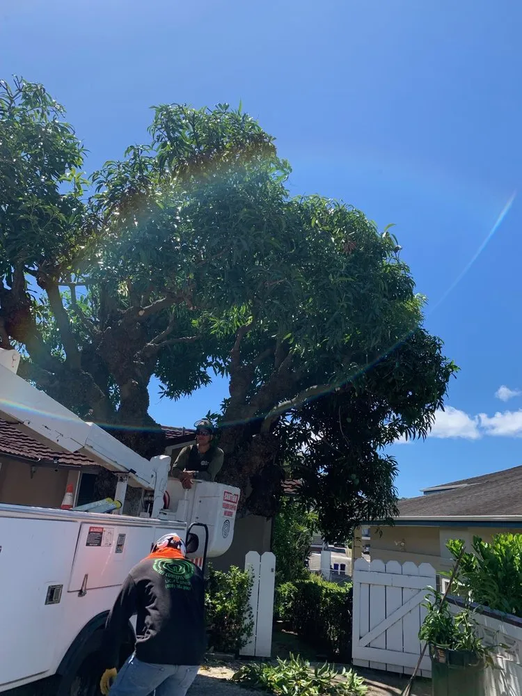 Top-rated yard maintenance in Honolulu, HI - Tree Concepts Hawaii