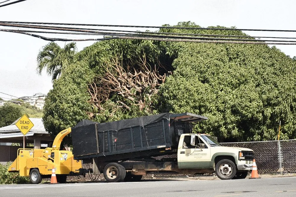 Expert outdoor landscaping in Honolulu, HI by Tree Concepts Hawaii