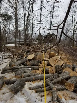 Tree Cuts Plus