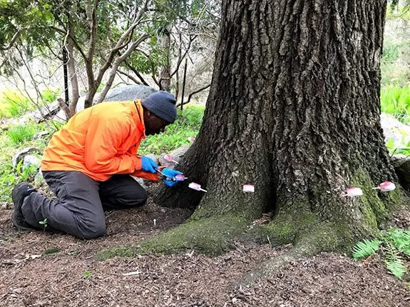 Reliable lawn care service experts serving Temecula, CA - Tree Doctor USA