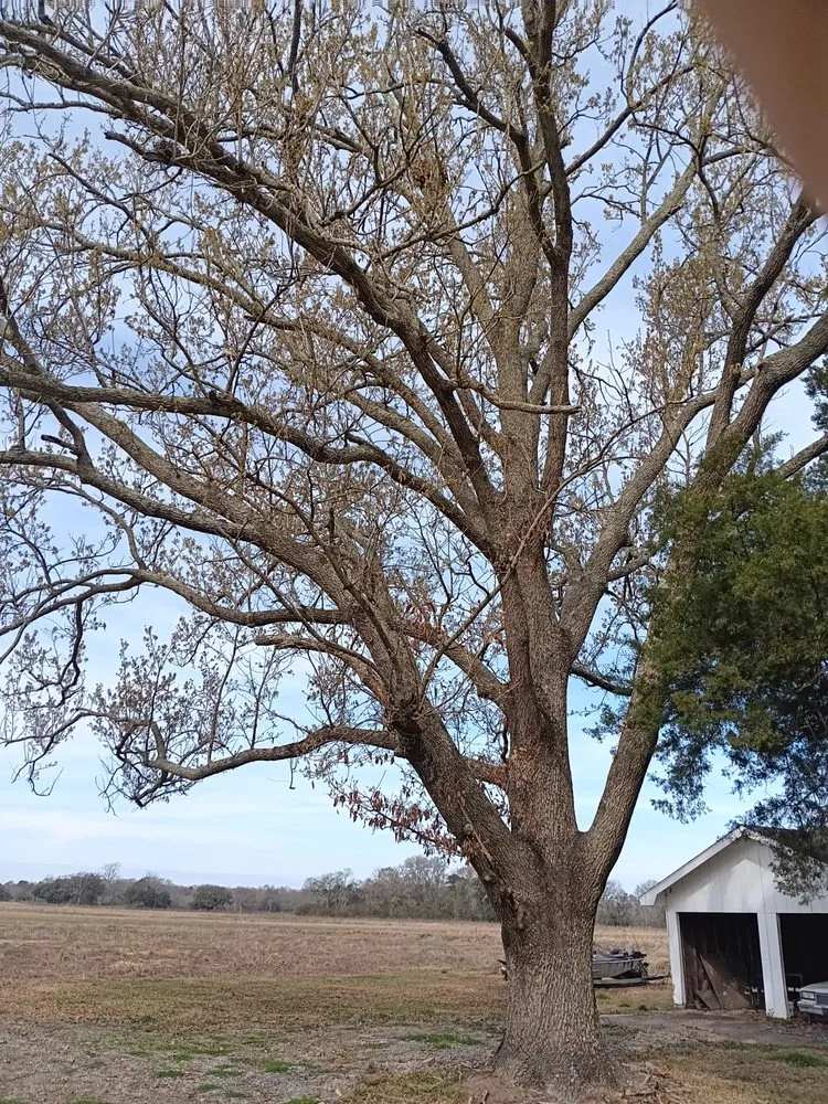Professional landscape installation for year-round maintenance in Lafayette, LA by Tree Down