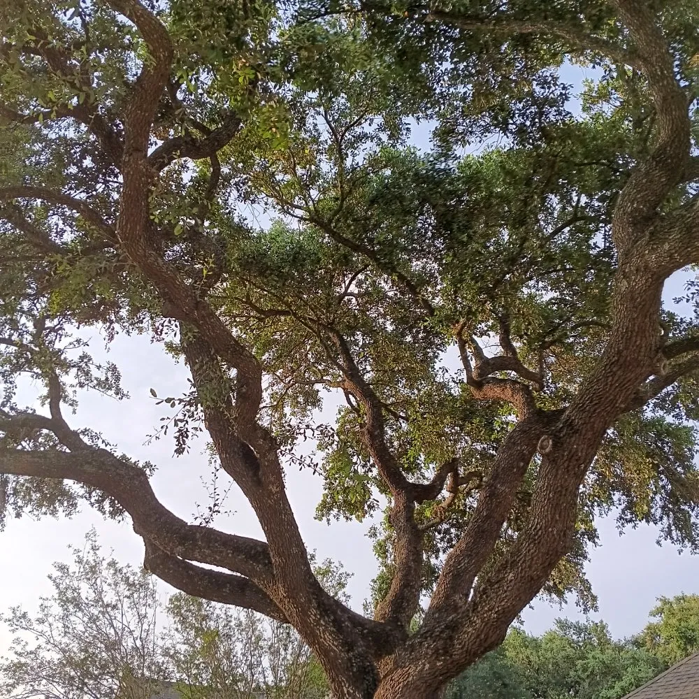 Affordable landscape design in Lafayette, LA by Tree Down