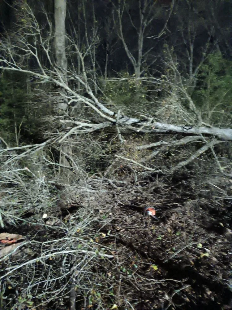 Affordable residential landscaping near you across Lafayette, LA - Tree Down