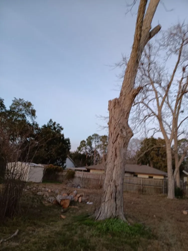 Local garden landscaping for homes across Lafayette, LA - Tree Down