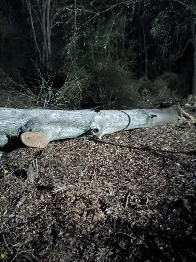 Reliable outdoor landscaping in Lafayette, LA by Tree Down