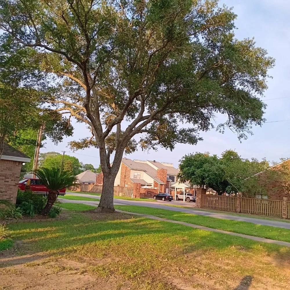 Local garden landscaping in Lafayette, LA by Tree Down