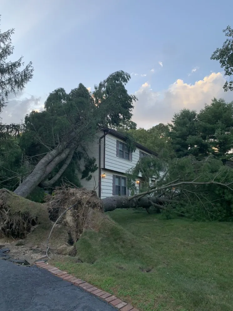 Expert landscaping services for homes in Brentwood, NY by Tree Ease