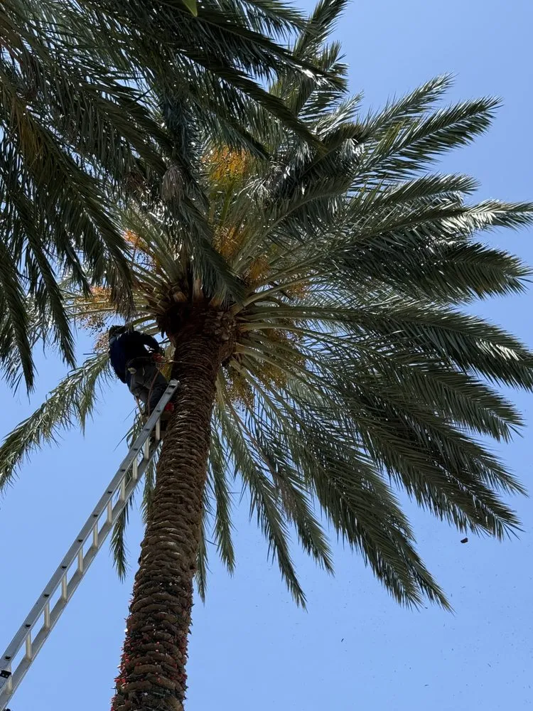 Local residential landscaping in Fort Lauderdale, FL by Tree Factory Landscaping