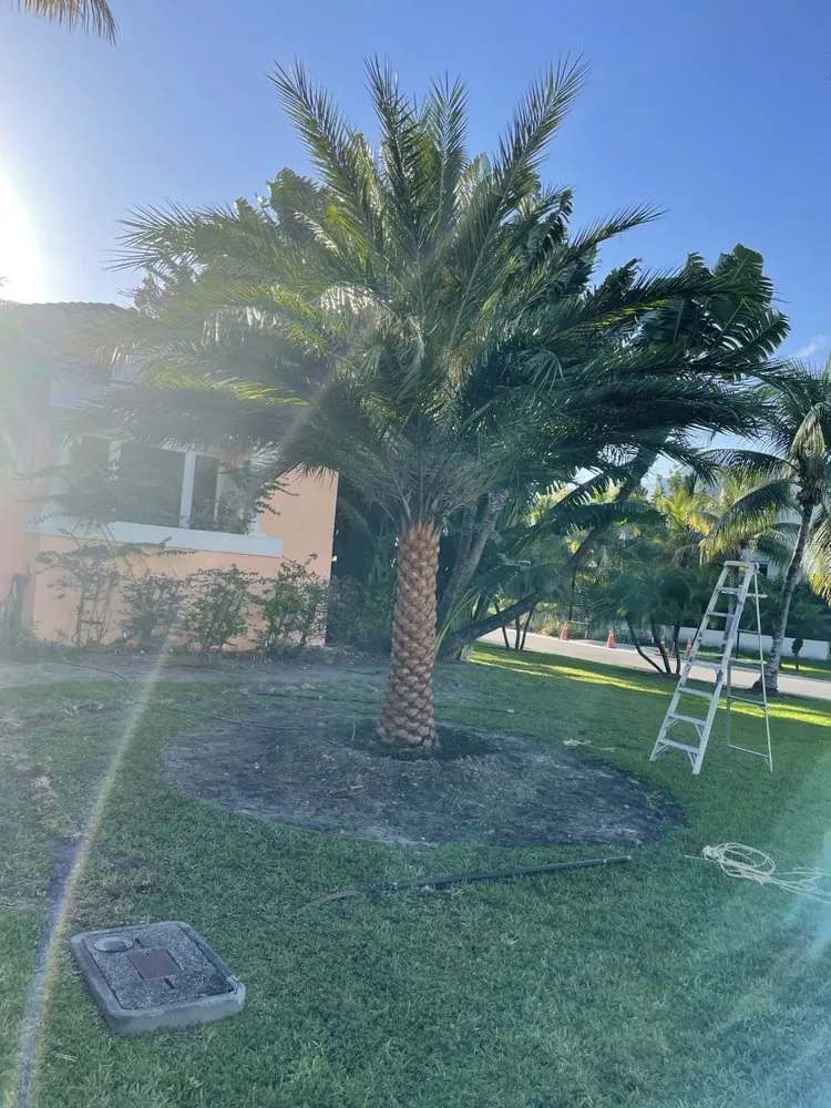 Trusted landscape installation for year-round maintenance in Fort Lauderdale, FL by Tree Factory Landscaping