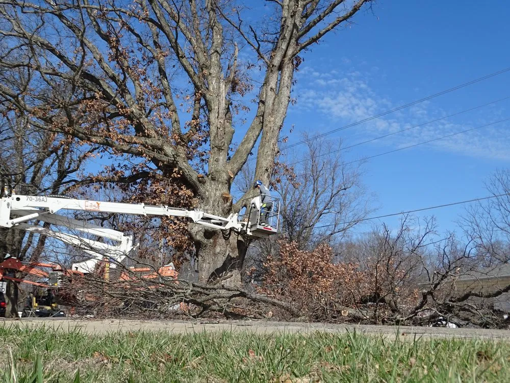 Local residential landscaping in Mattoon, IL by Tree Fellers