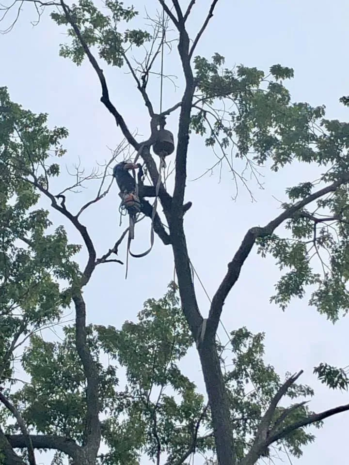 Professional garden landscaping for homes across Mattoon, IL - Tree Fellers