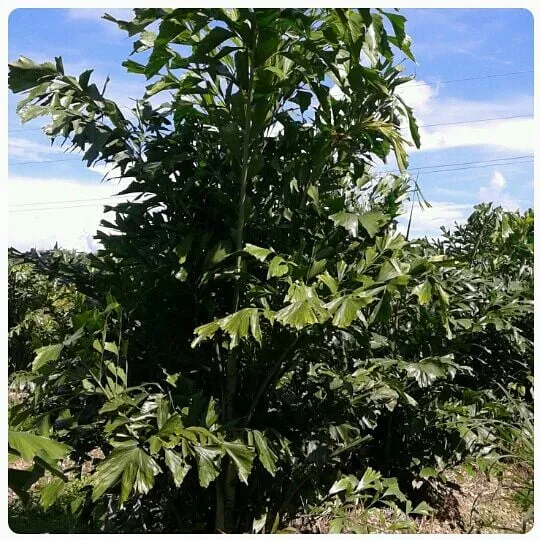 Professional lawn care service for outdoor upgrades across Miami, FL - Tree Finders