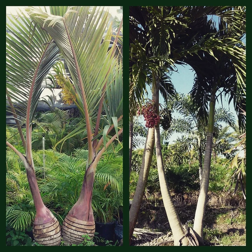 Top-rated lawn care service for year-round maintenance across Miami, FL - Tree Finders