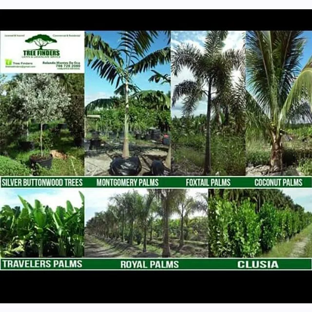 Local lawn mowing service in Miami, FL by Tree Finders