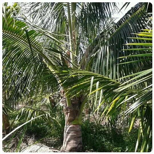 Top-rated landscaping services near you across Miami, FL - Tree Finders