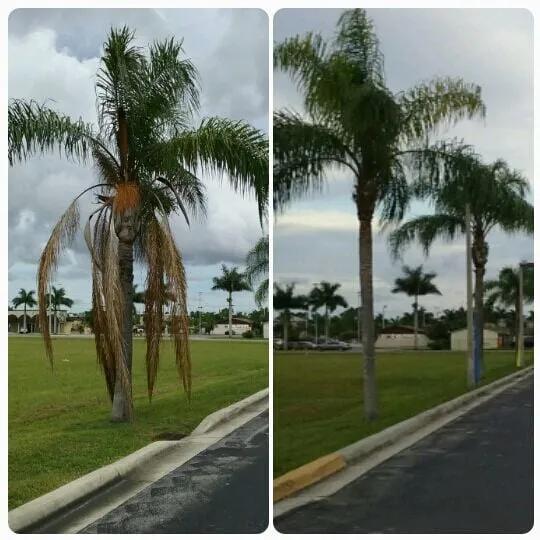 Custom yard cleanup service for residential properties in Miami, FL by Tree Finders