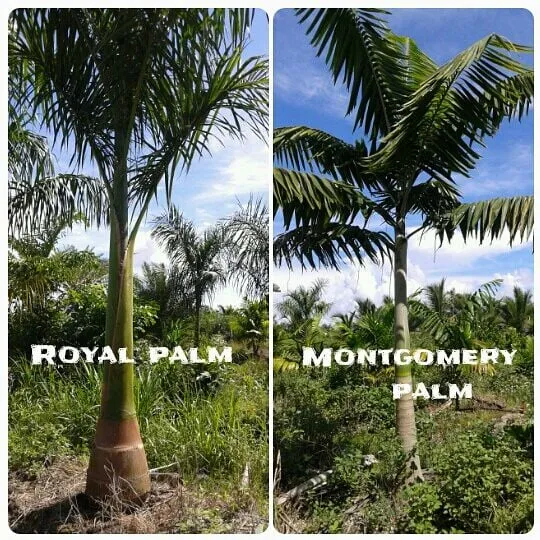 Custom yard maintenance in Miami, FL by Tree Finders