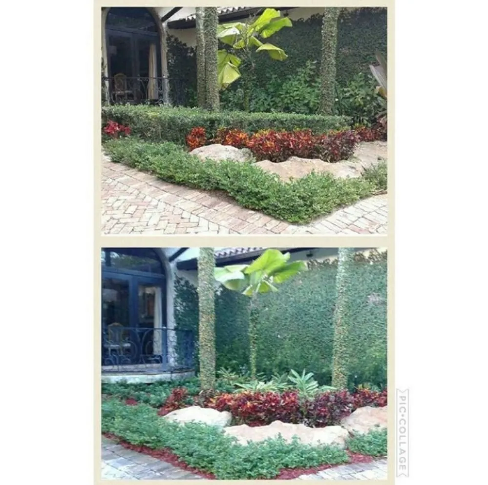 Custom yard cleanup service experts serving Miami, FL - Tree Finders