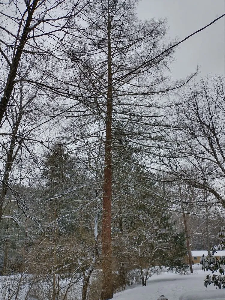 Affordable residential landscaping in Bruceton Mills, WV by Tree Frog Arboriculture