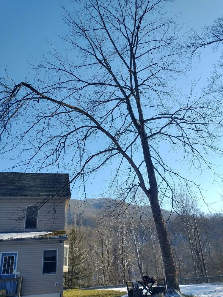 Professional garden landscaping for homes across Bruceton Mills, WV - Tree Frog Arboriculture