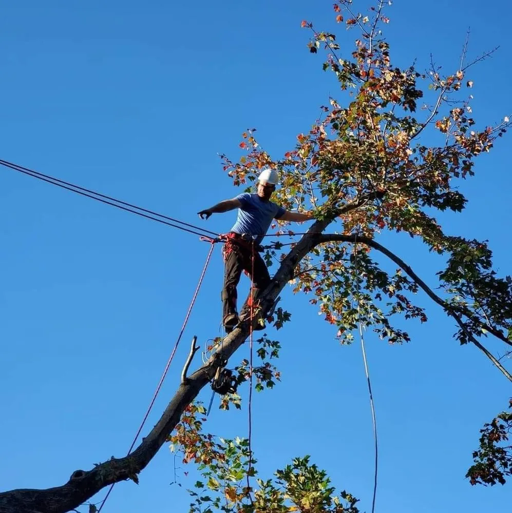 Expert residential landscaping in Bruceton Mills, WV - Tree Frog Arboriculture