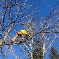 Trusted residential landscaping in Bruceton Mills, WV by Tree Frog Arboriculture