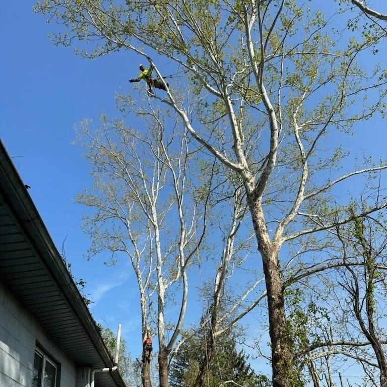Reliable residential landscaping for beautiful yards in Bruceton Mills, WV by Tree Frog Arboriculture