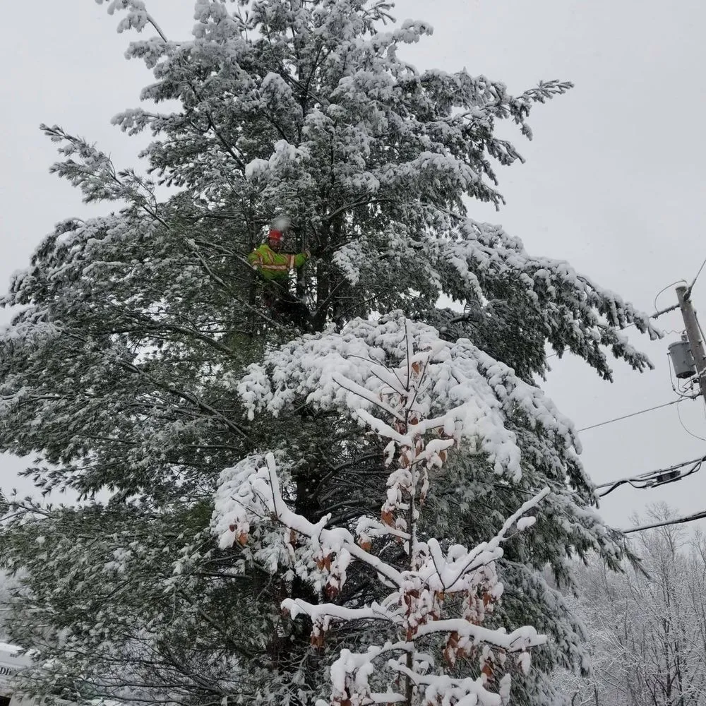 Professional residential landscaping with custom design in Bruceton Mills, WV by Tree Frog Arboriculture