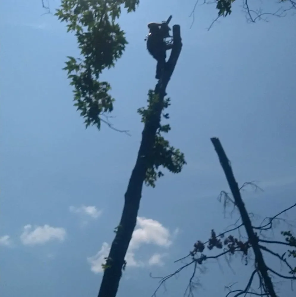 Affordable outdoor landscaping in Bruceton Mills, WV by Tree Frog Arboriculture