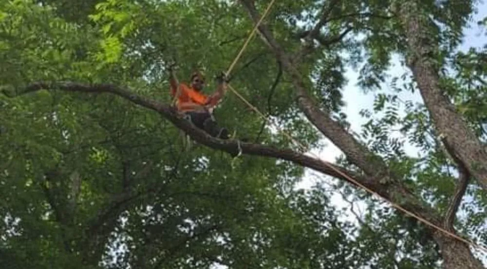 Top-rated lawn mowing service in Bruceton Mills, WV by Tree Frog Arboriculture