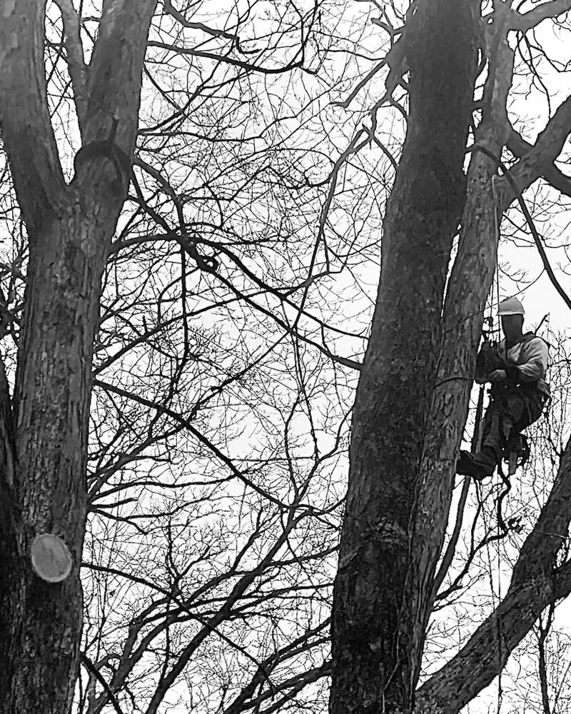 Trusted yard maintenance in Bruceton Mills, WV by Tree Frog Arboriculture