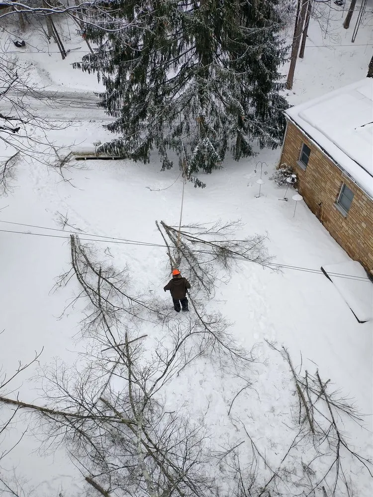 Local landscaping services in Bruceton Mills, WV by Tree Frog Arboriculture