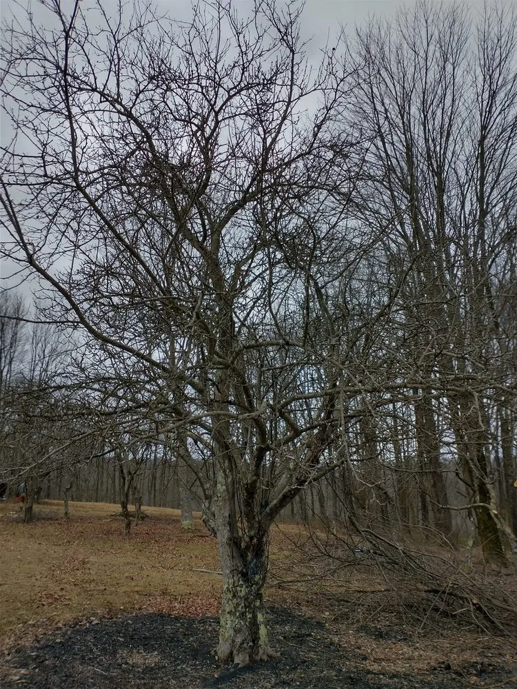Top-rated garden landscaping in Bruceton Mills, WV - Tree Frog Arboriculture
