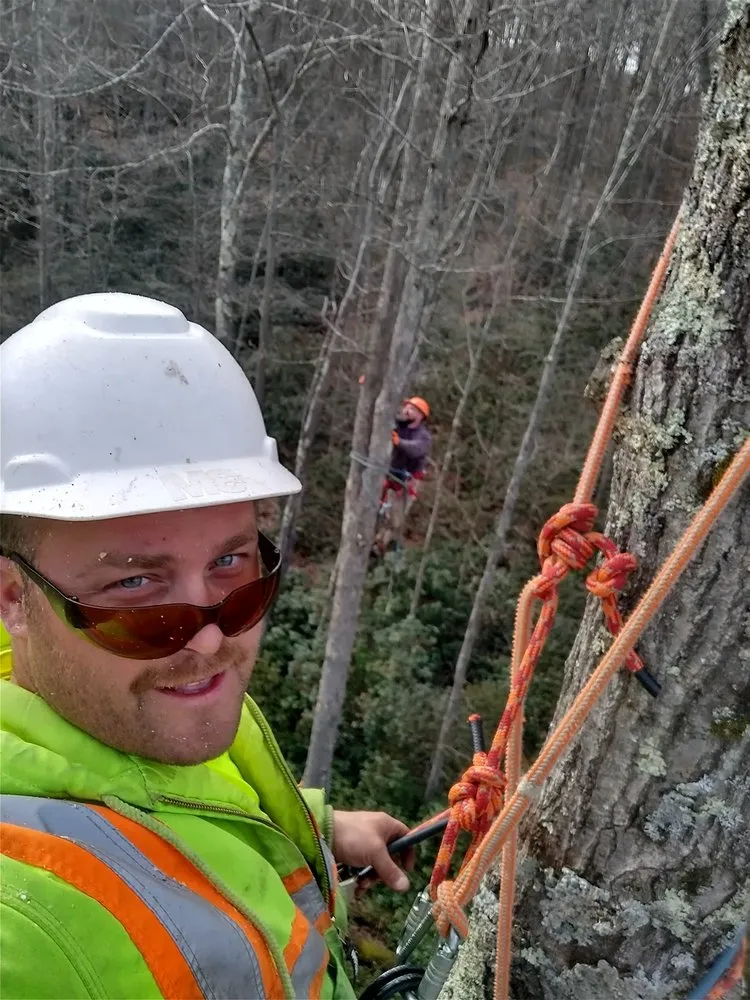 Professional residential landscaping for homes across Bruceton Mills, WV - Tree Frog Arboriculture