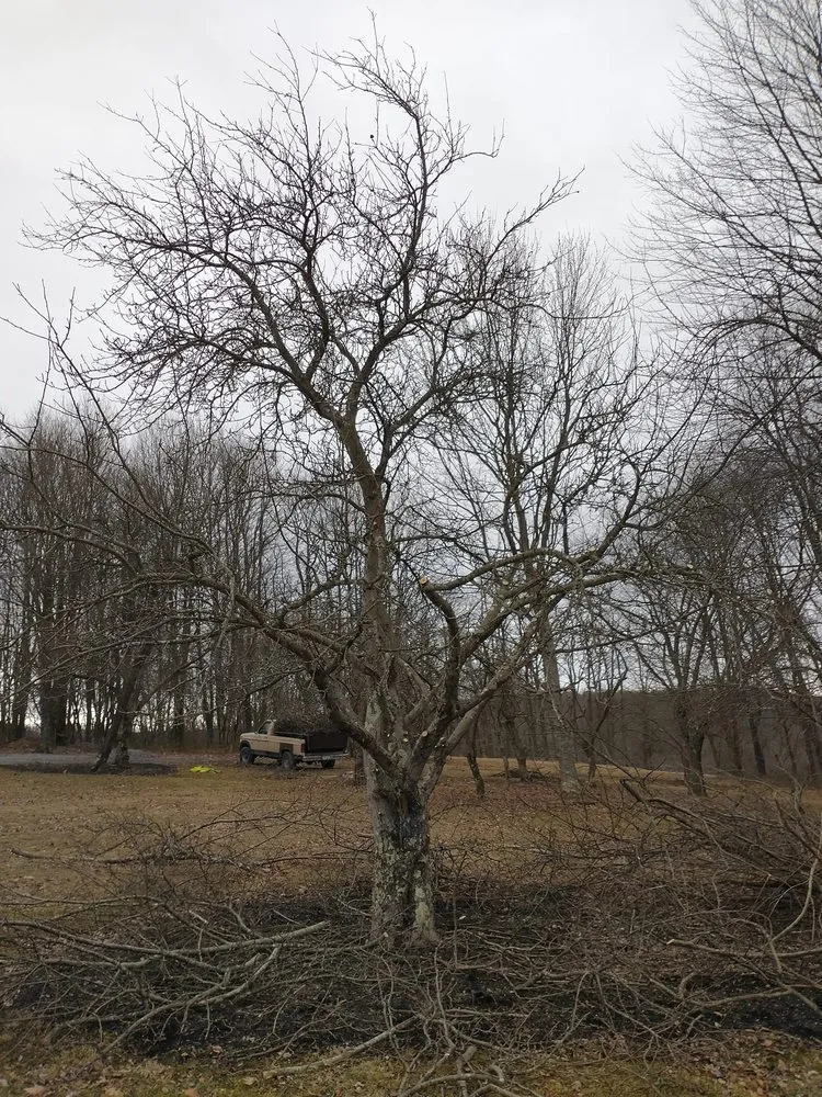 Custom landscape installation experts serving Bruceton Mills, WV - Tree Frog Arboriculture