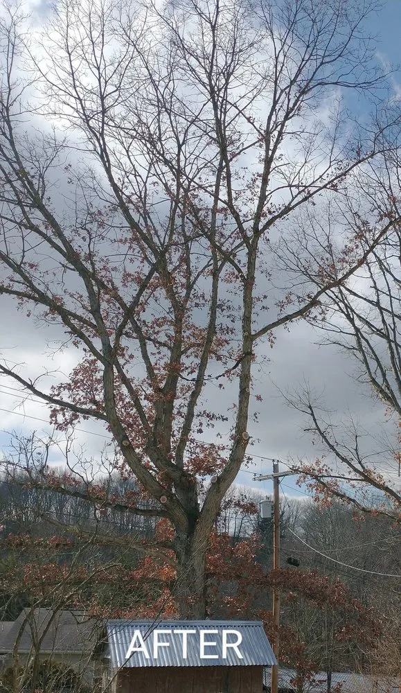 Local landscape installation for residential properties across Bruceton Mills, WV - Tree Frog Arboriculture